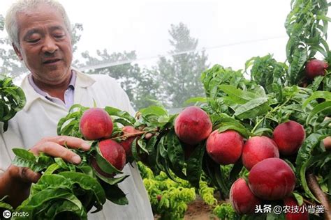 桃樹種植|【種桃樹】桃樹種植指南：從核果到繁茂果樹的完整秘訣 – 虞默莧。